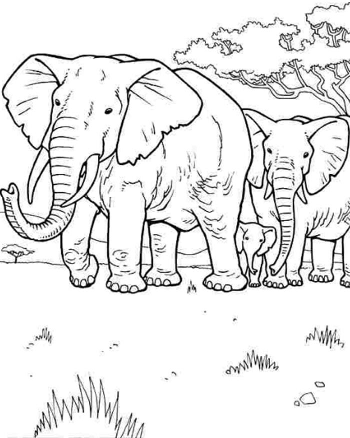 Tuyển tập tranh tô màu con voi ngộ nghĩnh cho các bé yêu động vật